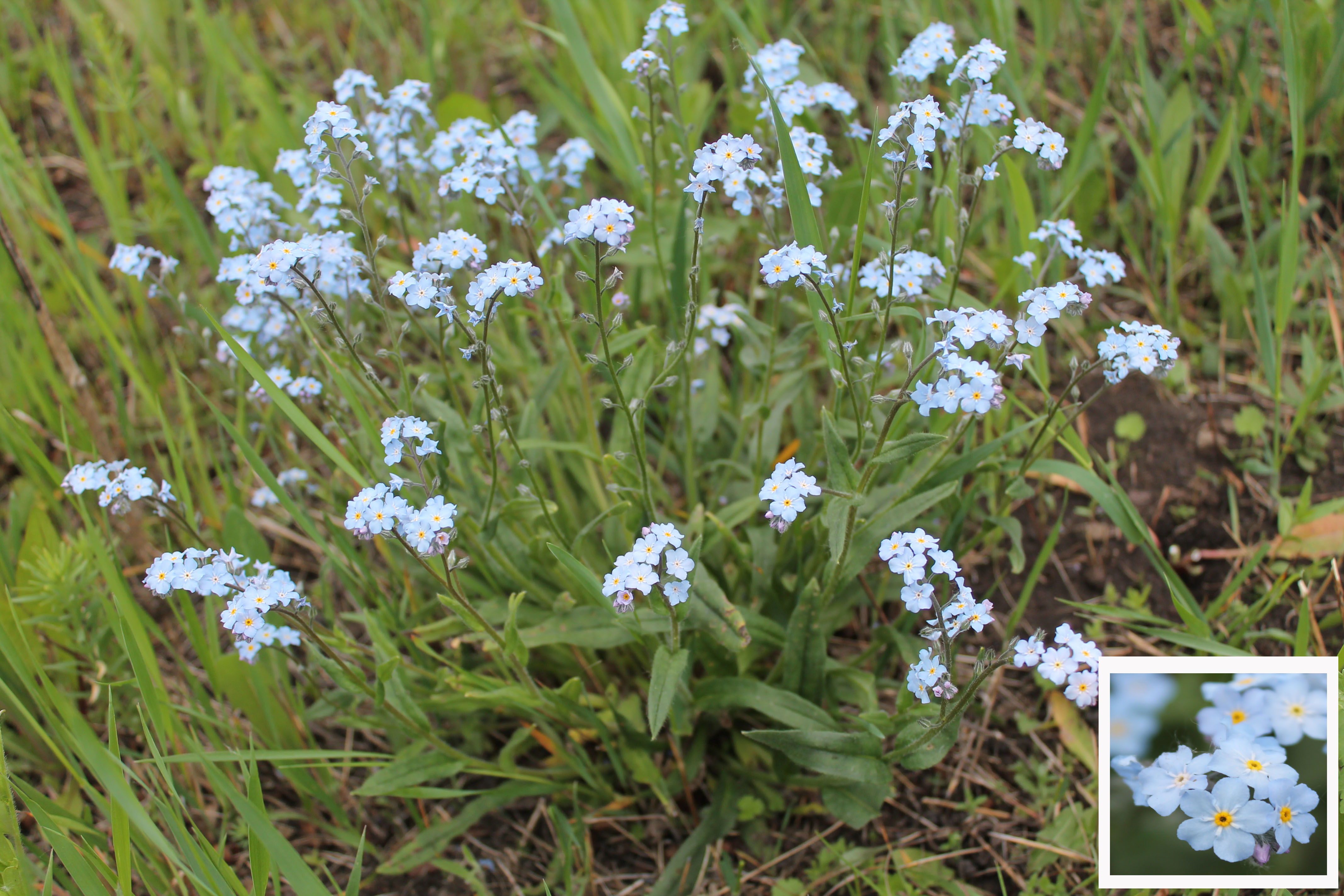 Незабудка Лесная Myosotis sylvatica